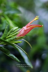 Clinacanthus nutans