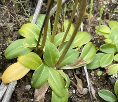 Primula clevelandii gracilis