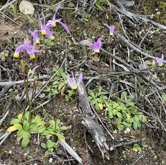 Primula clevelandii gracilis