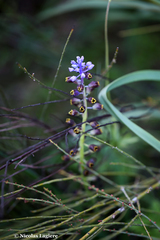 Muscari cycladicum