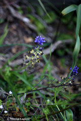Muscari cycladicum