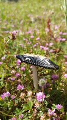 Coprinus xerophilus