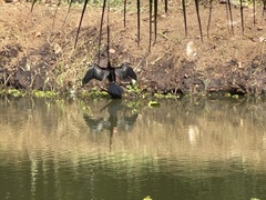 Anhinga melanogaster