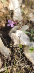 Chaenorhinum grandiflorum