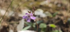 Chaenorhinum grandiflorum