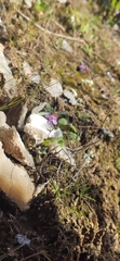 Chaenorhinum grandiflorum