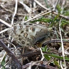Parnassius hardwickii