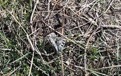 Parnassius hardwickii