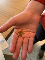 Micrommata virescens