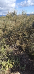 Ephedra fragilis