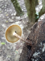 Lentinus berteroi
