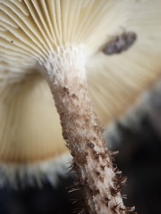 Lentinus berteroi