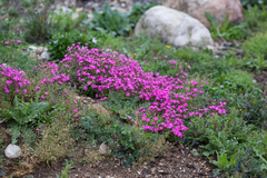 Silene pseudoatocion