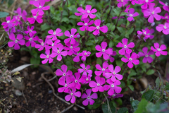 Silene pseudoatocion