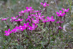 Silene pseudoatocion