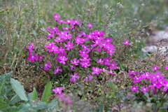 Silene pseudoatocion