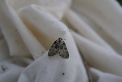 Leuconycta lepidula