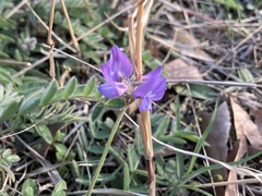 Gueldenstaedtia verna