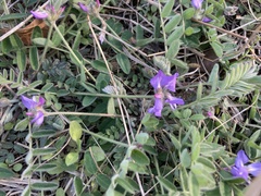 Gueldenstaedtia verna