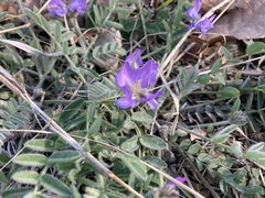 Gueldenstaedtia verna