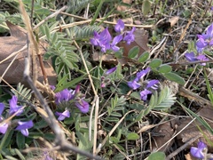 Gueldenstaedtia verna