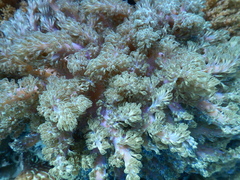 Conglomeratusclera coerulea