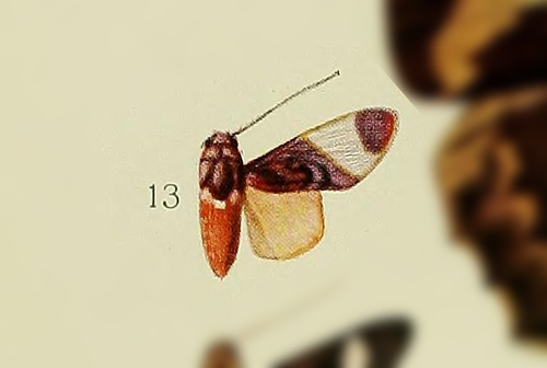 Hyponerita purpureotincta
