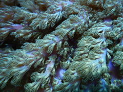 Conglomeratusclera coerulea