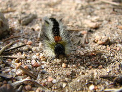 Lophocampa ingens