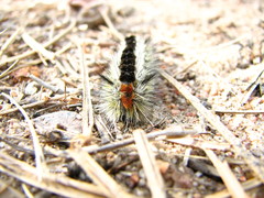 Lophocampa ingens