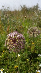 Allium tel-avivense