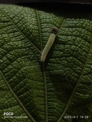 Caprona ransonnettii