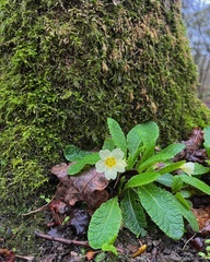 Primula vulgaris
