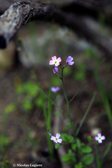 Malcolmia chia