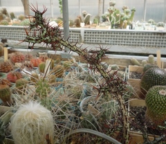 Euphorbia aeruginosa