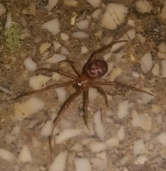 Steatoda grossa