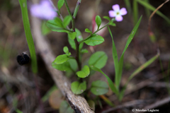 Malcolmia chia