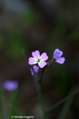 Malcolmia chia