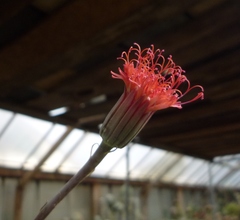 Kleinia stapeliiformis