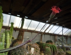 Kleinia stapeliiformis