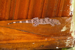 Hemidactylus depressus