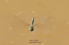 Hemicordulia australiae