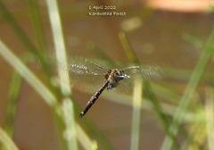 Hemicordulia australiae