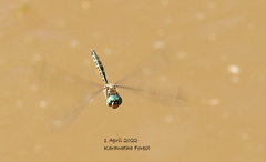Hemicordulia australiae