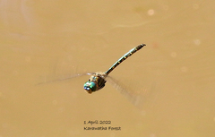Hemicordulia australiae