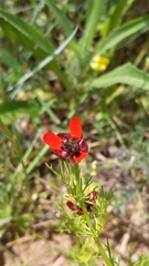 Adonis annua
