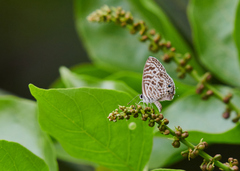 Leptotes plinius plinius