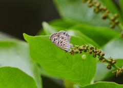 Leptotes plinius plinius