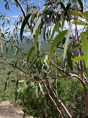 Eucalyptus kabiana