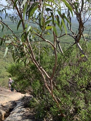 Eucalyptus kabiana
